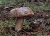 hřib nachovýtrusý (Houby), Porphyrellus porphyrosporus (Fungi)
